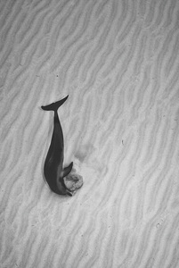 Cdietrich lonely dolphin 16x24 s300