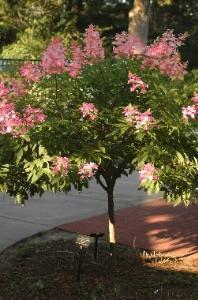 Hydrangea pink diamond tree form grande s300