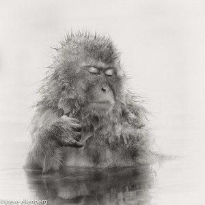 Snow Monkey in Hot Spring