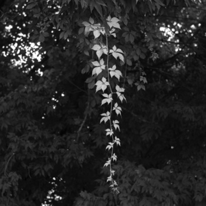 Petergroski trees and vines 331 s300
