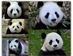 Smithsonian Zoo Pandas Metal Print Collage