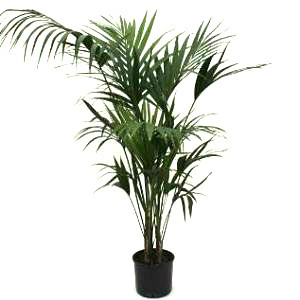 Kentia Palms