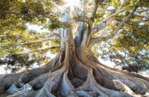 Roots 300x195 s300