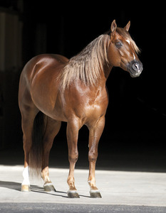 Walla walla 3 4 profile 2010 15603 s300