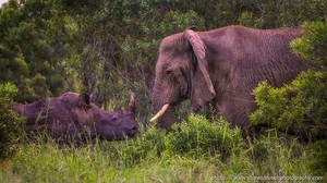 700 zulu nyala s300