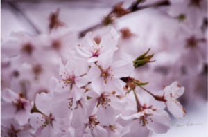 Cherry Blossoms by Tidal Basin by Marvin Bowser