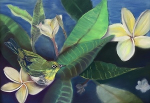 Silvereye and Frangipani