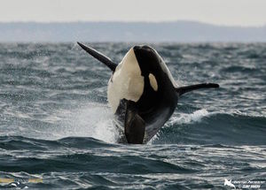 Orca breaching 1 s300