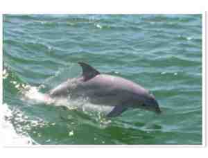 Dolphin Watching Adventure  (Atlantic City)