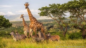 3871 zulu nyala s300