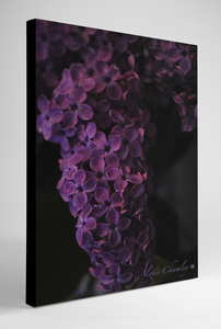 Photo Canvas - Lilacs in Bloom (1)