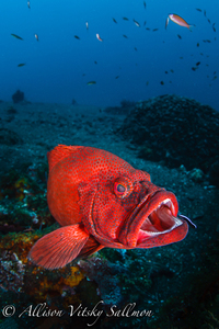 Grouper cleaning s300