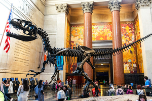 American Museum Of Natural History