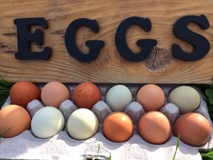 Free Range Farm Fresh Eggs