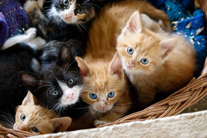 Kittens s300