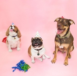 Puppyparty s300