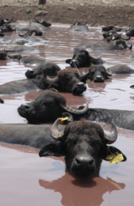 Cooking with the “Water Buffalo Baronessa”