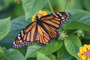 Butterfly s300