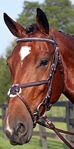 Nunn finer bridle s300