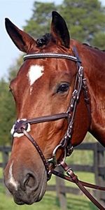 Nunn Finer Figure 8 Bridle (Brown)