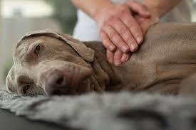 Equine or canine massage therapy session w Beth!