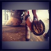 Farrier Services with Alisha Fitzpatrick