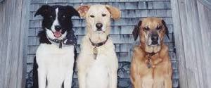 Dog s300
