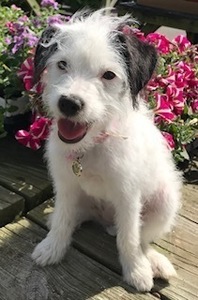 Jackie pic terrys terriers s300
