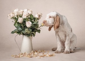 Studio Pet Portrait Session and Fine Art Print