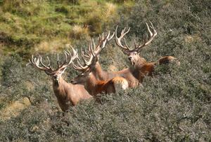 Redstag s300