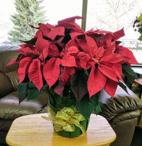 Burnett's Florist - Large Potted Poinsettia