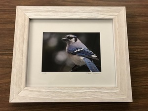 Framed Blue Jay Photography