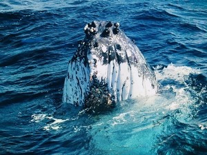 Whale watch experience