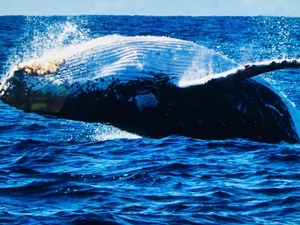 Jetty Dive, Whale Watching Trip