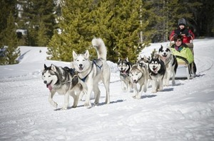 Dogsledding for 2 with Good Times Adventures