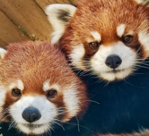 Redpanda s300