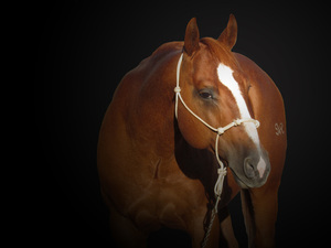 Rey profile no background copy s300