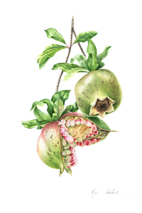 Olga koelsch lot1 green pomegranate s300