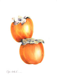 Olga koelsch lot3 golden persimmons s300
