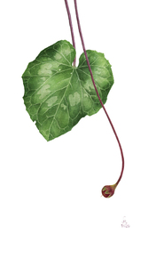 Alatortseva natalia v auction 2020 cyclamen persicum s300
