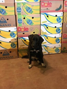 Fill a Banana Box!!