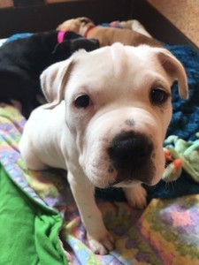 Nat l puppy day s300