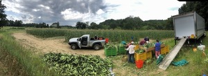 Gleaning, Caught on Film