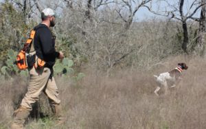 South Texas Quail and Hog Combo for 4 Hunters