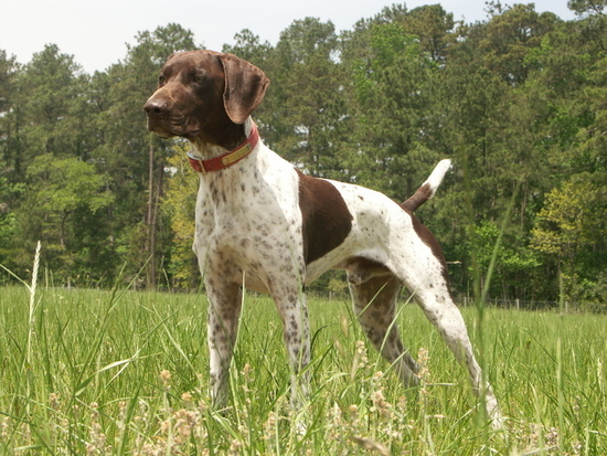 NGSPA 2022 Stud Dog Auction