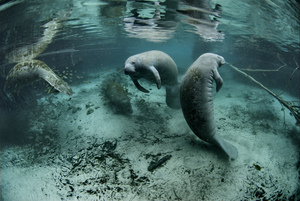 Manatee Viewing & Snorkeling in Crystal River, FL