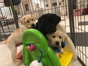 Pearl puppies on slide sept. 2019 s300