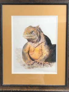 "The Iguana" by Masayo Uyeda