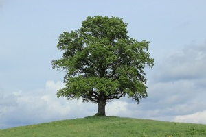 Tree Risk Assessment and Report