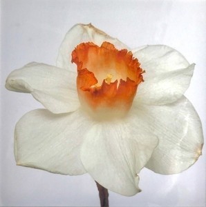 "Daffodil" Photograph